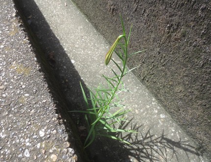 ファルコン植物記（９０３）ど根...