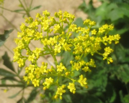ファルコン植物記（９２３）黄色...