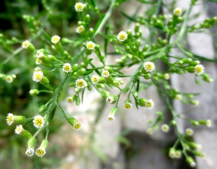 ファルコン植物記（９２８）白色...