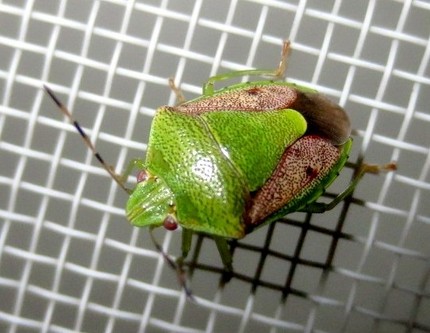ファルコン昆虫記（３７５）網戸...