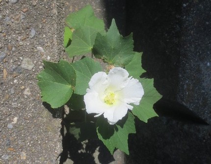 ファルコン植物記（９２４）ど根...