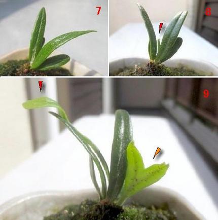ファルコン植物記（９２９）成長...