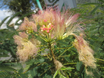 ファルコン植物記（９３０）淡紅...