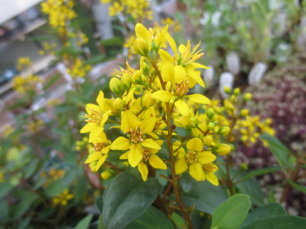 ファルコン植物記（９３４）黄色...