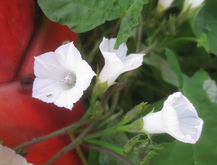 ファルコン植物記（９３１）白色...