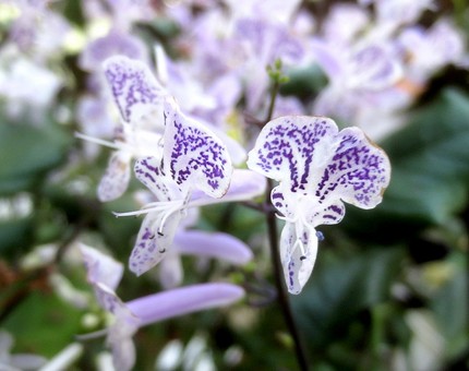ファルコン植物記（９３７）青紫...