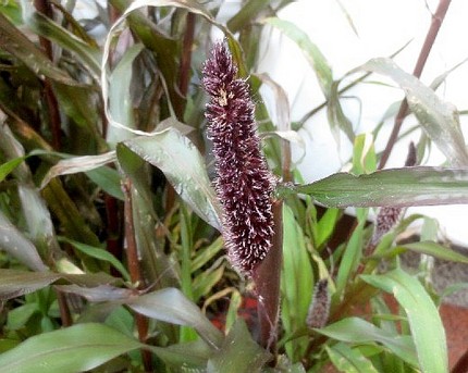 ファルコン植物記（９４１）赤褐...