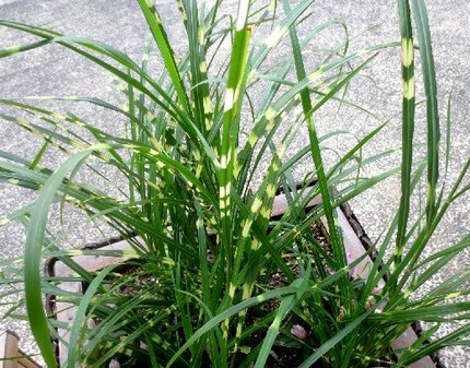 ファルコン植物記（９４５）斑入...