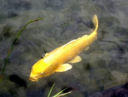 日本の国魚【ニシキゴイ（錦鯉）...