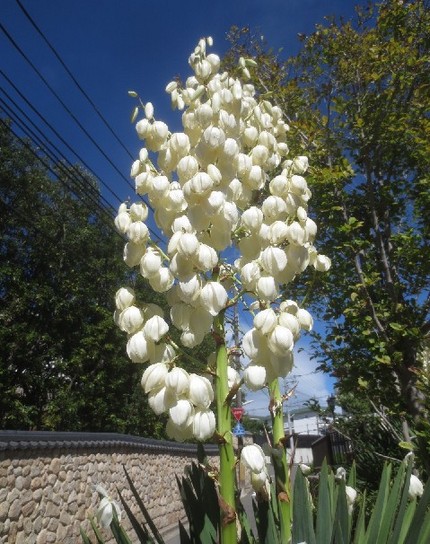 ファルコン植物記（９４８）白色...