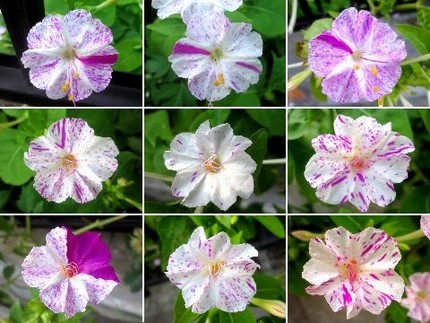 ファルコン植物記（９５１）絞り...