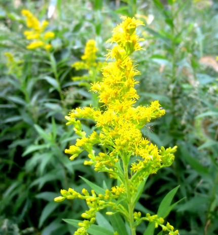 ファルコン植物記（９５２）黄色...