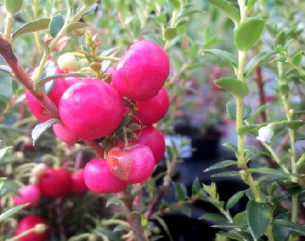 ファルコン植物記（９５４）赤紅...