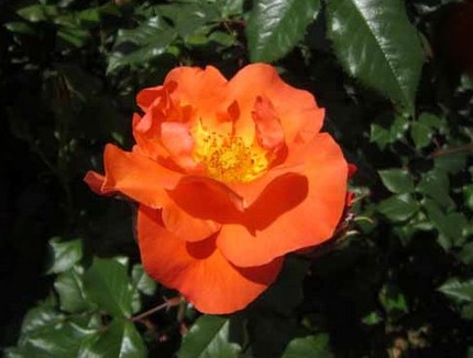 ファルコン植物記（９４９）橙色...