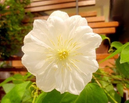 ファルコン植物記（９５７）＜ク...
