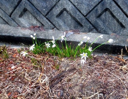 片隅に咲く白色の花【タマスダレ...