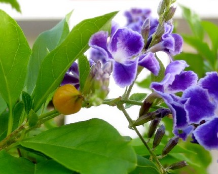 ファルコン植物記（９６２）黄橙...