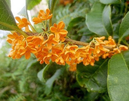 ファルコン植物記（９６３）金橙...