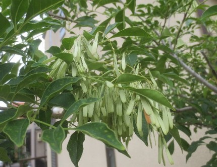 ファルコン植物記（９６７）実の...