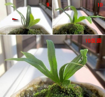 ファルコン植物記（９５９）成長...