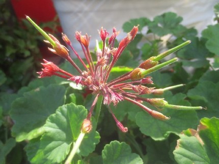 ファルコン植物記（９７２）実の...