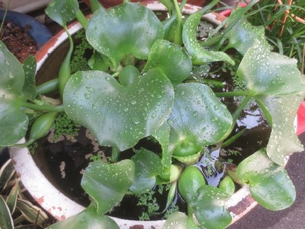ファルコン植物記（９７４）浮き...
