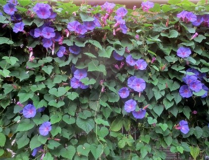 ファルコン植物記（９７５）青紫...