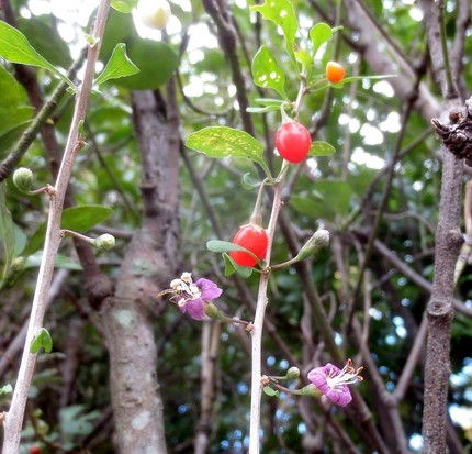 ファルコン植物記（９７７）薄紫...