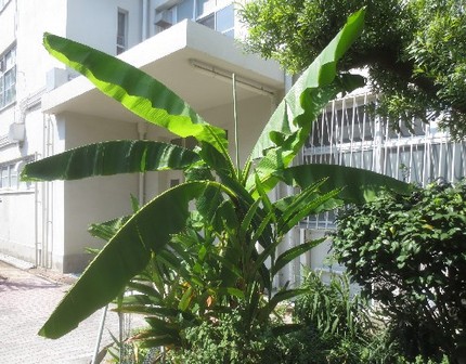 ファルコン植物記（９９０）大き...