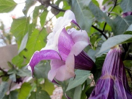 ファルコン植物記（９８０）紫色...