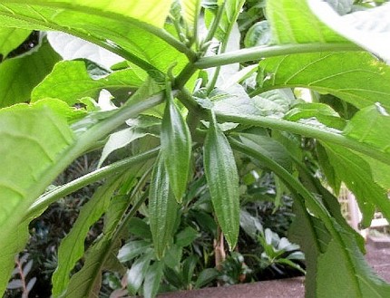 ファルコン植物記（９８４）蕾が...