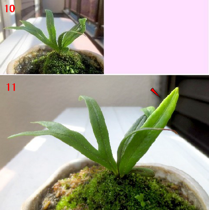 ファルコン植物記（９８８）成長...