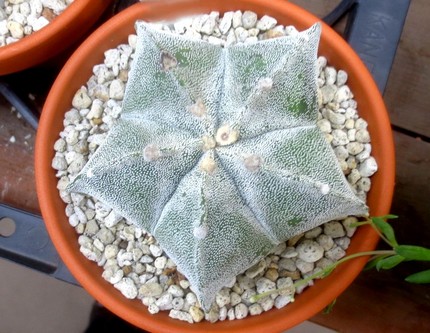 ファルコン植物記（９９２）星型...