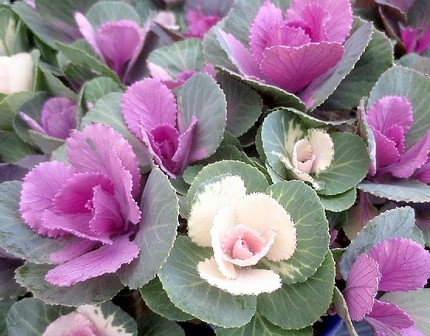 ファルコン植物記（９９４）小さ...