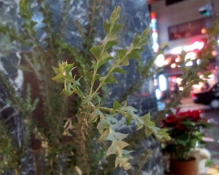 ファルコン植物記（９９６）三角...