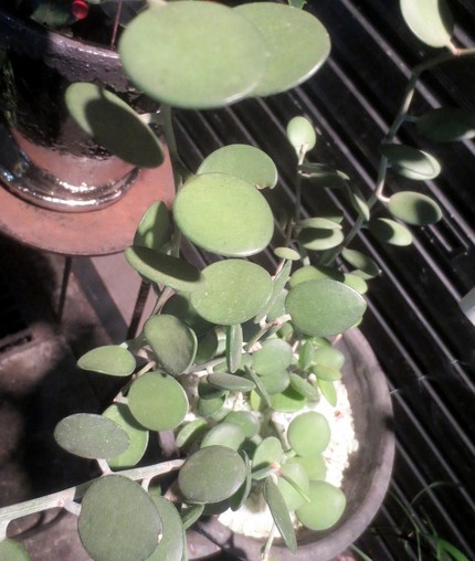 ファルコン植物記（９９８）円形...