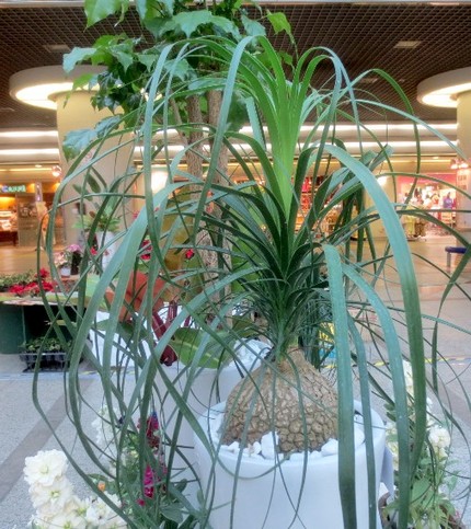 ファルコン植物記（１００３）細...