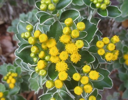 ファルコン植物記（１００６）黄...