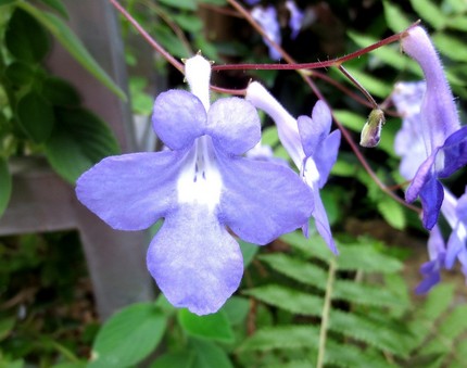 ファルコン植物記（１０１６）青...