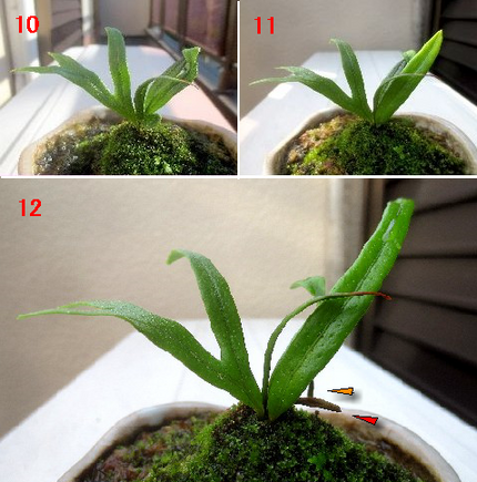 ファルコン植物記（１０１９）成...