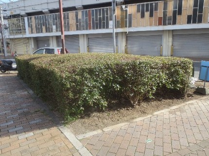 ＜植え込み＞（２－２）＠中央区...