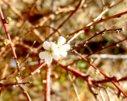 ファルコン植物記（１０５０）ど...