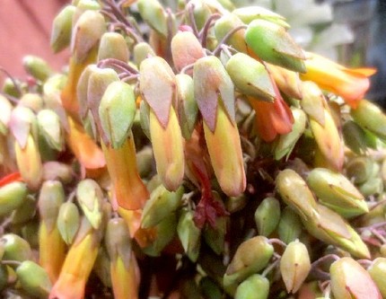 ファルコン植物記（１０６３）の...