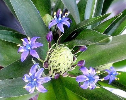 ファルコン植物記（１０６１）青...