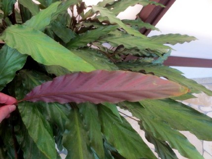 ファルコン植物記（１０７３）葉...