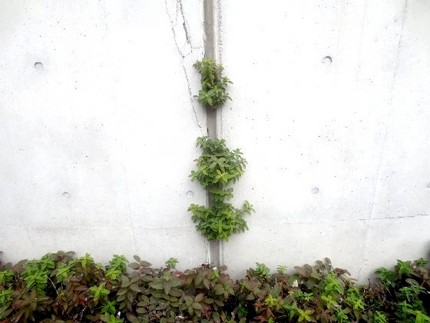 ファルコン植物記（１０６７）ど...