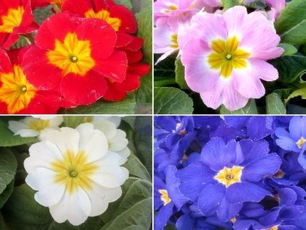 ファルコン植物記（１０７４）多...