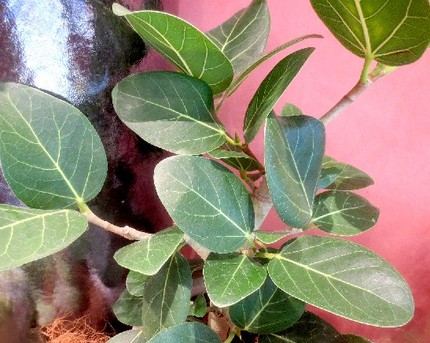ファルコン植物記（１０８１）葉...