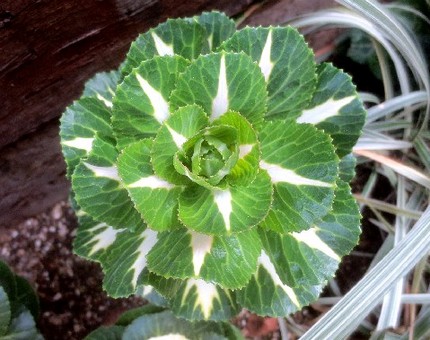 ファルコン植物記（１０８２）二...