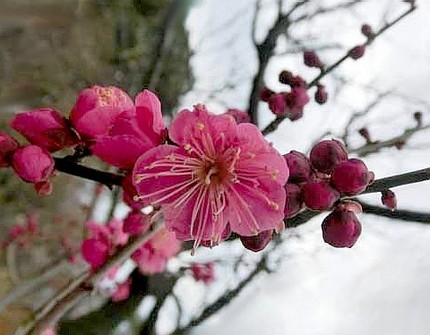 ファルコン植物記（１０８６）紅...